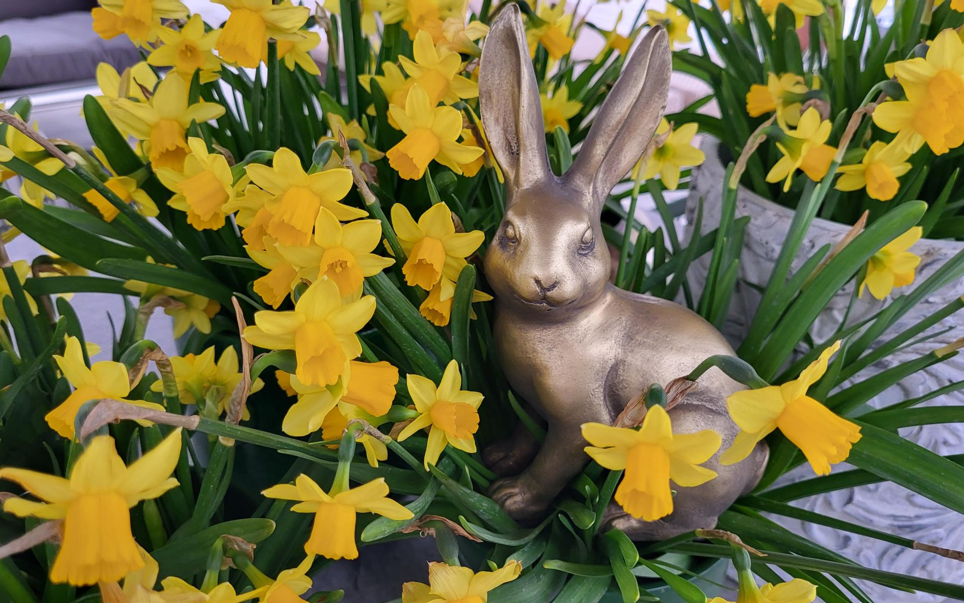 Hase